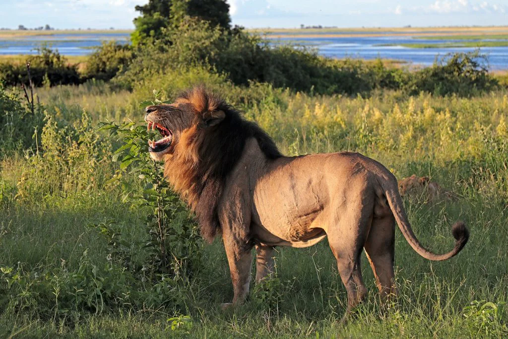 Male lion (Panthera leo) in Chobe National Park, Botswana